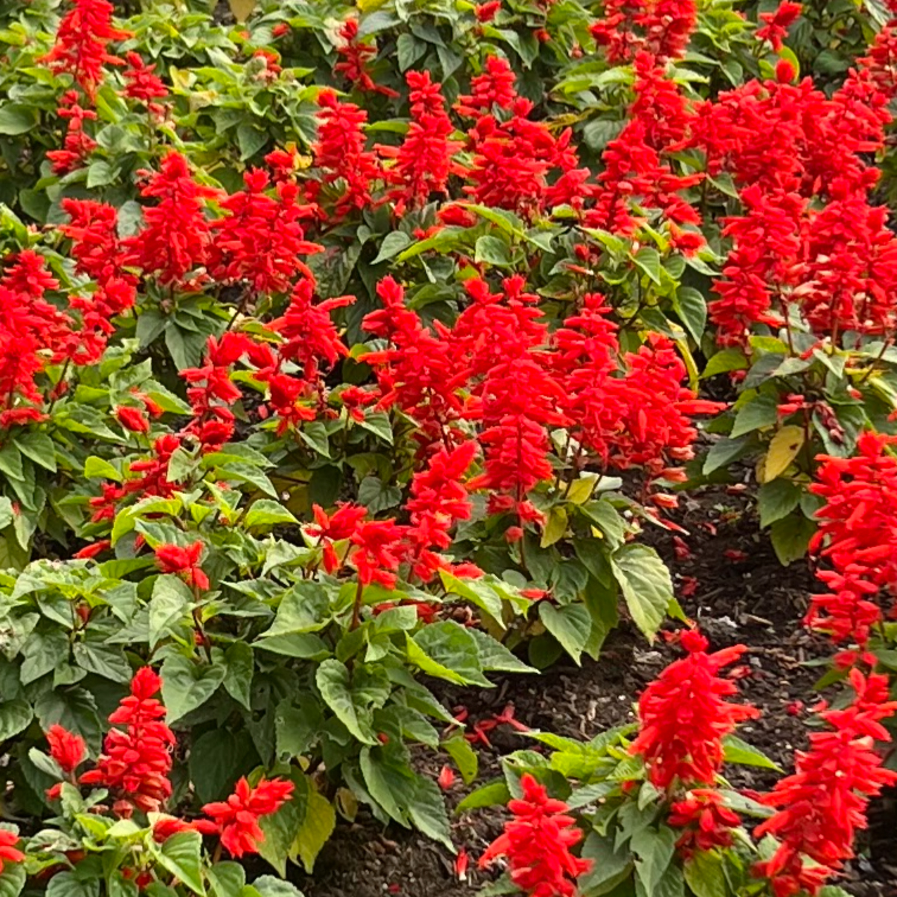 رستم و اسفندیار ۸۹- از شگرف اغازی