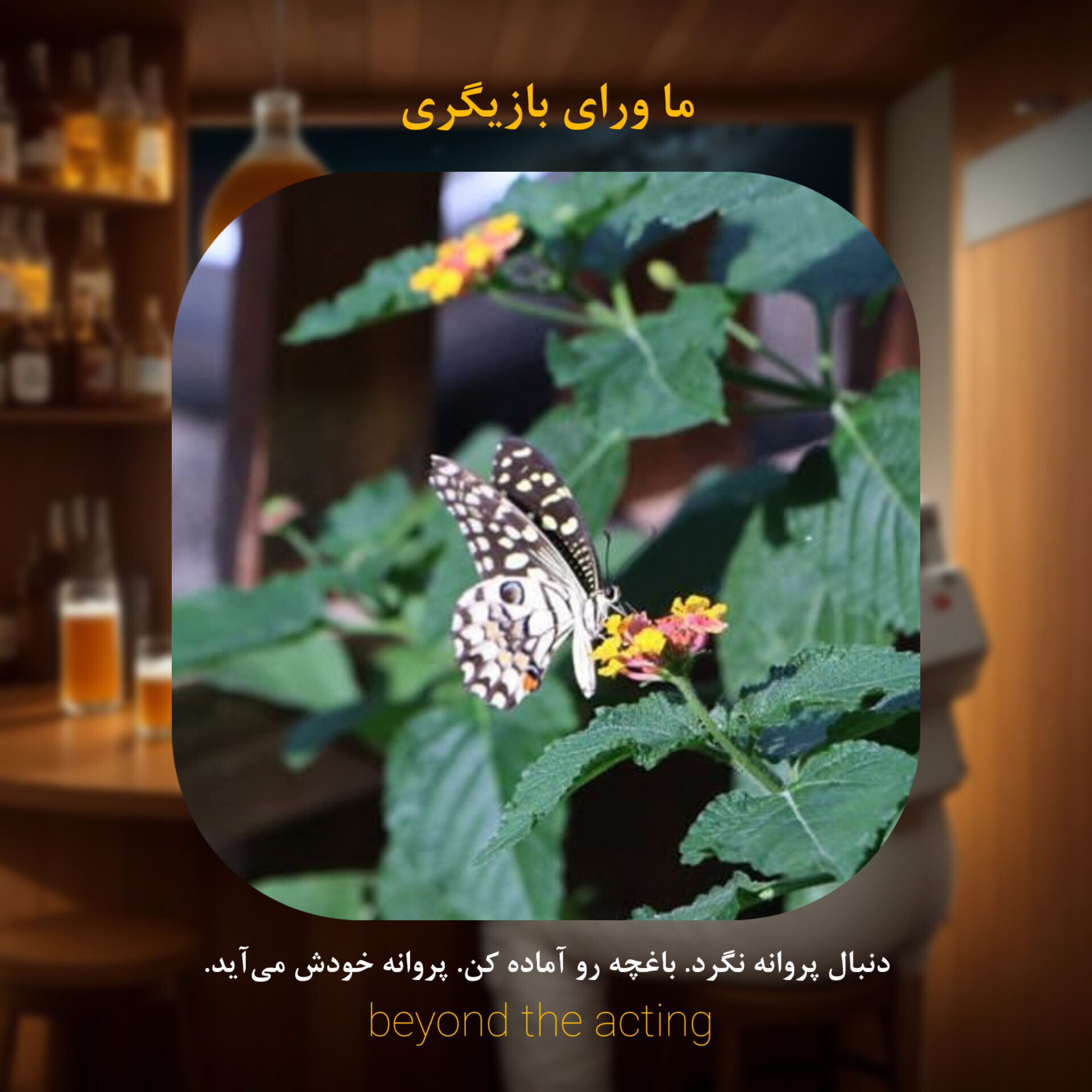 ۱۷- همین‌جا بهترین جاست برای تغییر (پروانه خودش می‌آد)