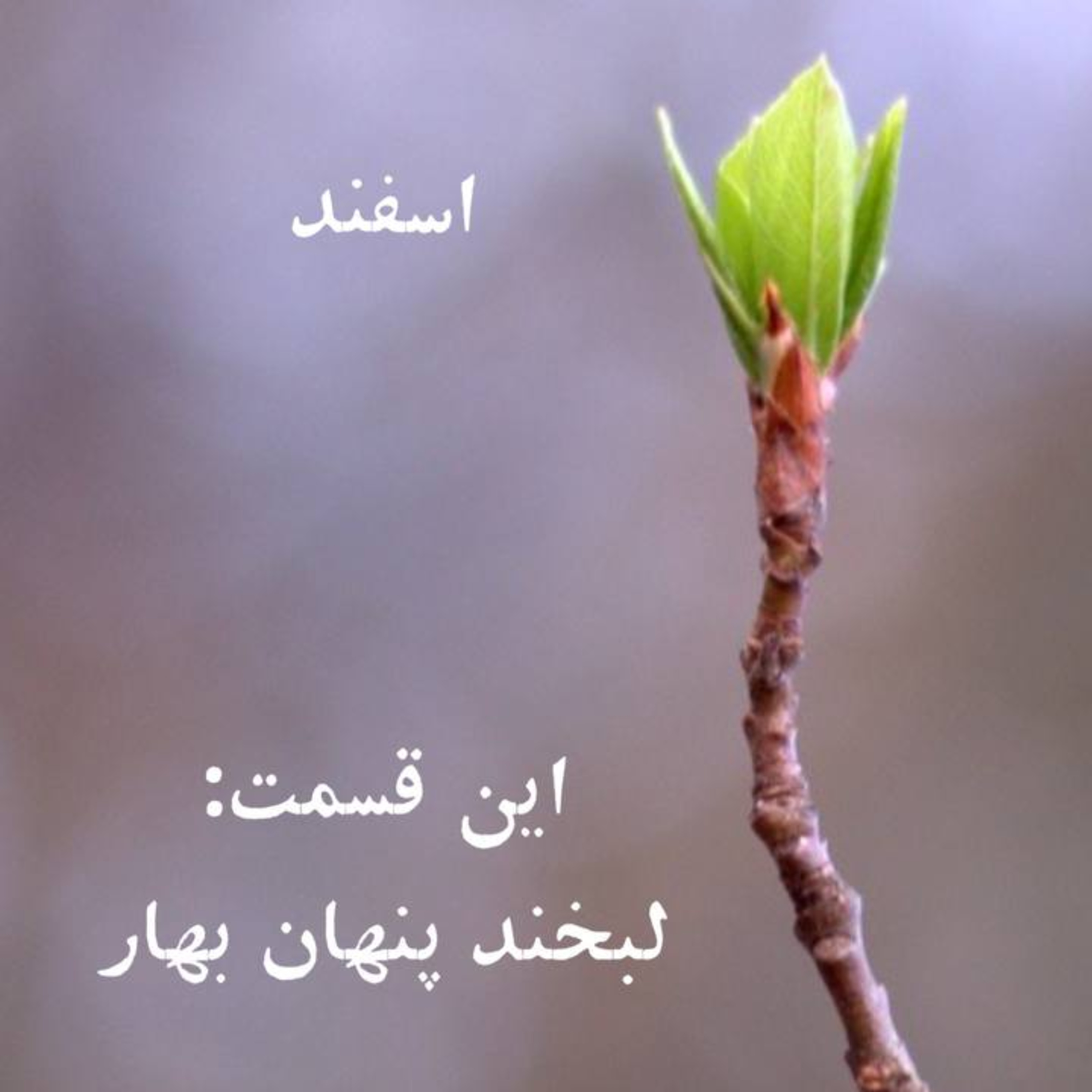 پادکست اسفند ماه ( لبخند پنهان بهار)