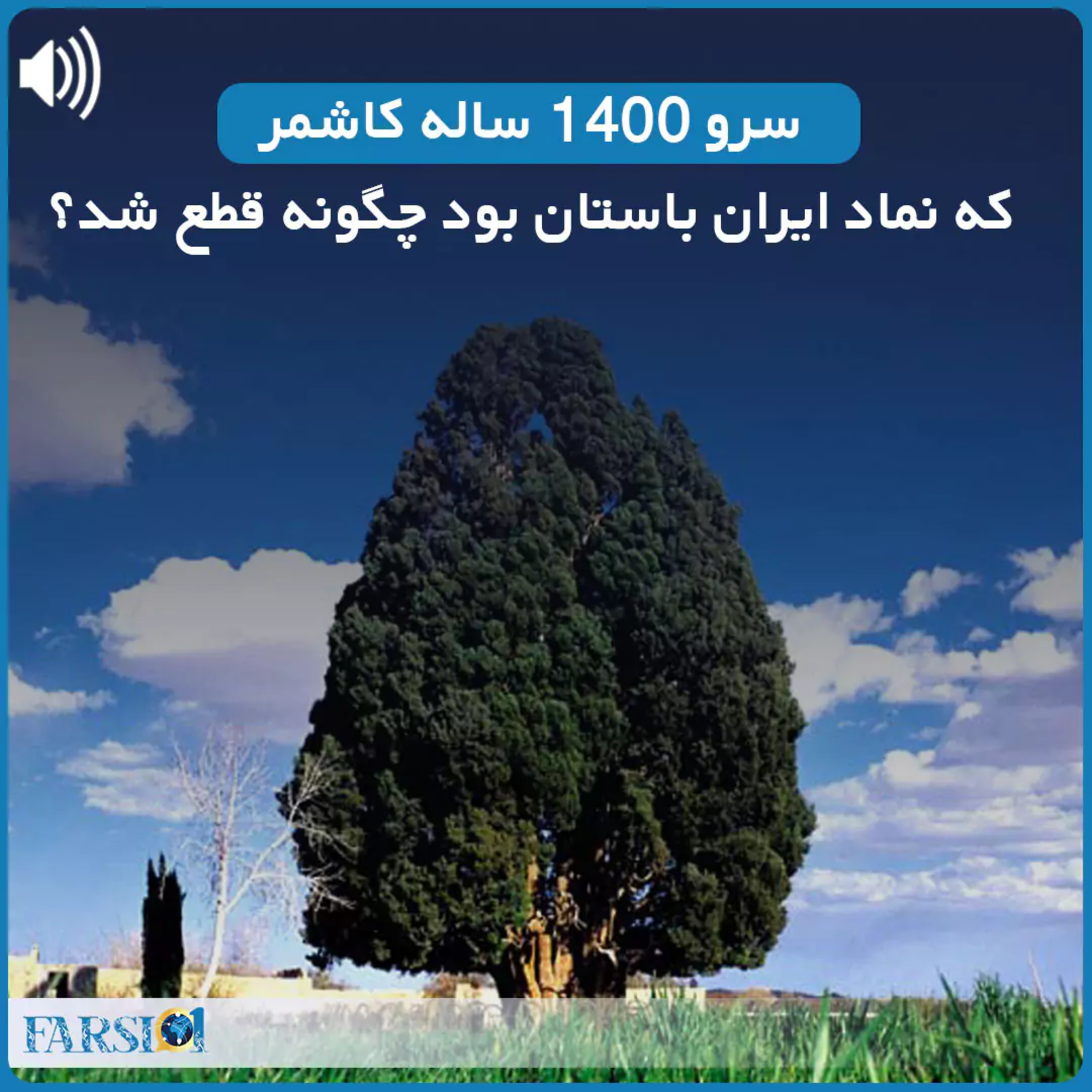 سرو ۱۴۰۰ ساله کاشمر که نماد ایران باستان بود چگونه قطع شد؟